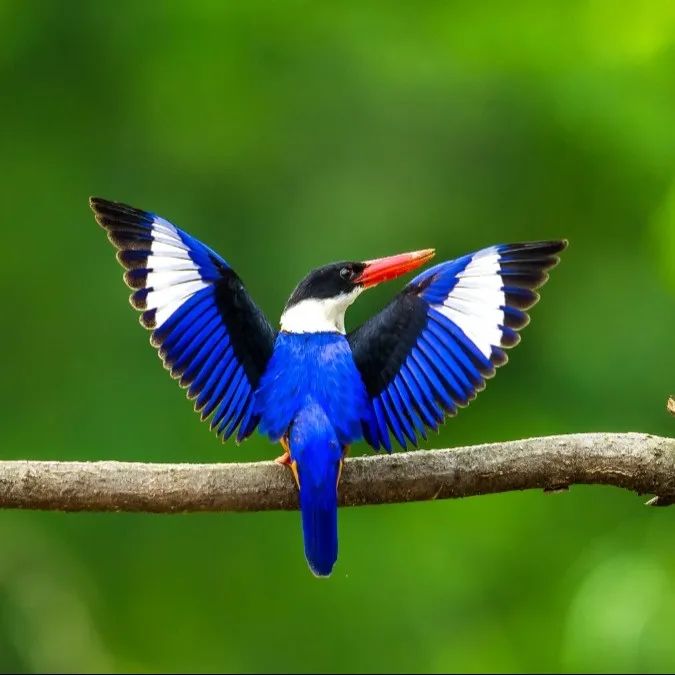 泰安果农摘樱桃偶遇蓝色小鸟!一查不得了!