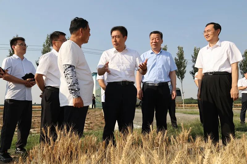 齐河县委书记孙修炜调研"三夏"生产工作-齐鲁晚报网