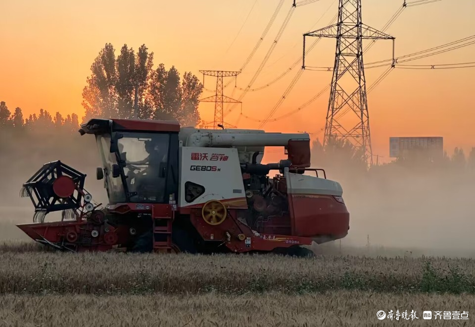 以虫治虫，聊城生态小麦长成记：三百亩地能多收9万多元