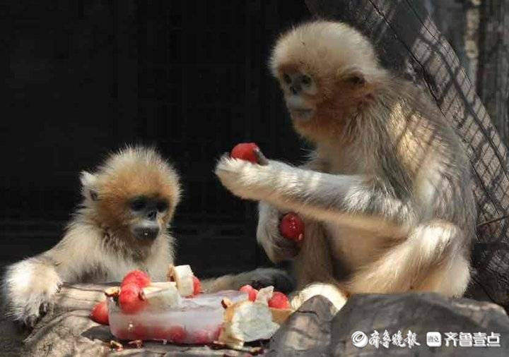 济南动物园为川金丝猴蛋蛋花式庆生