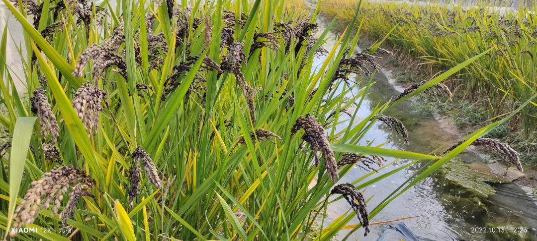 长城镇李村党支部领办合作社：“稻蛙共生” 猕猴桃下的生态种养