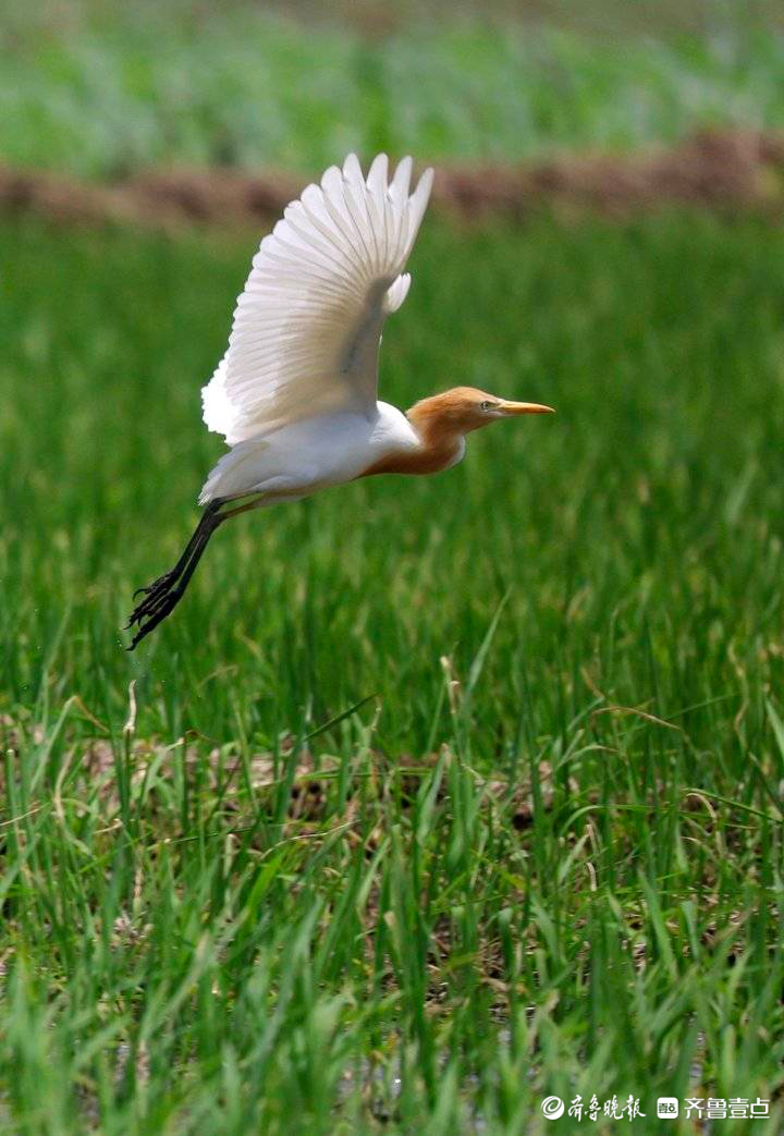 盛夏美景白鹭在一碧万顷的稻田里飞翔