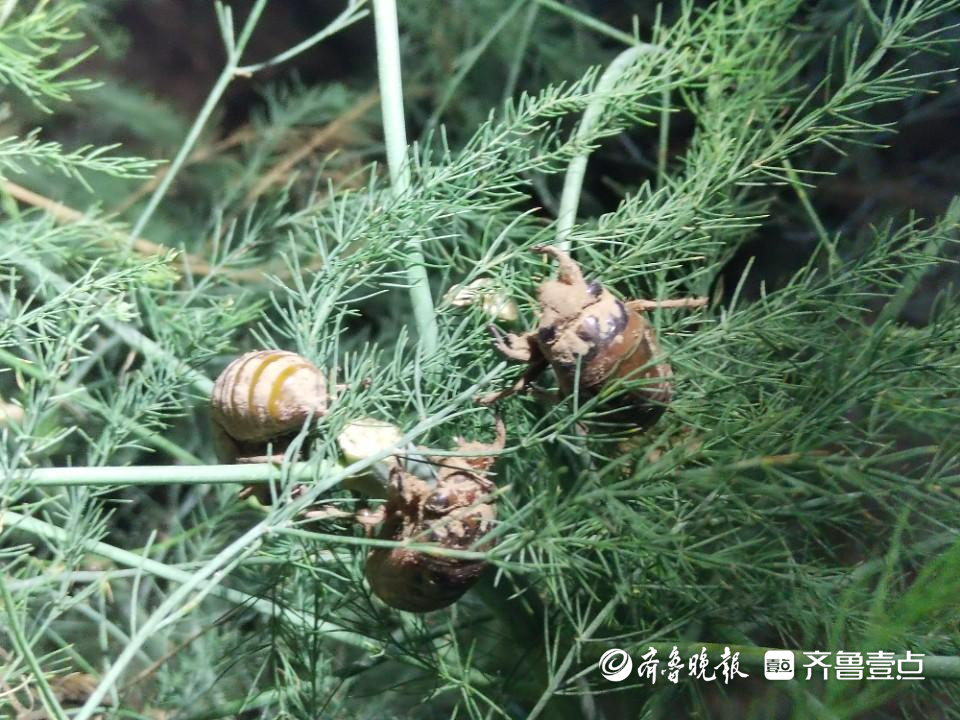 曹县苏集镇:芦笋地里养金蝉增收翻几倍-齐鲁晚报·齐鲁壹点