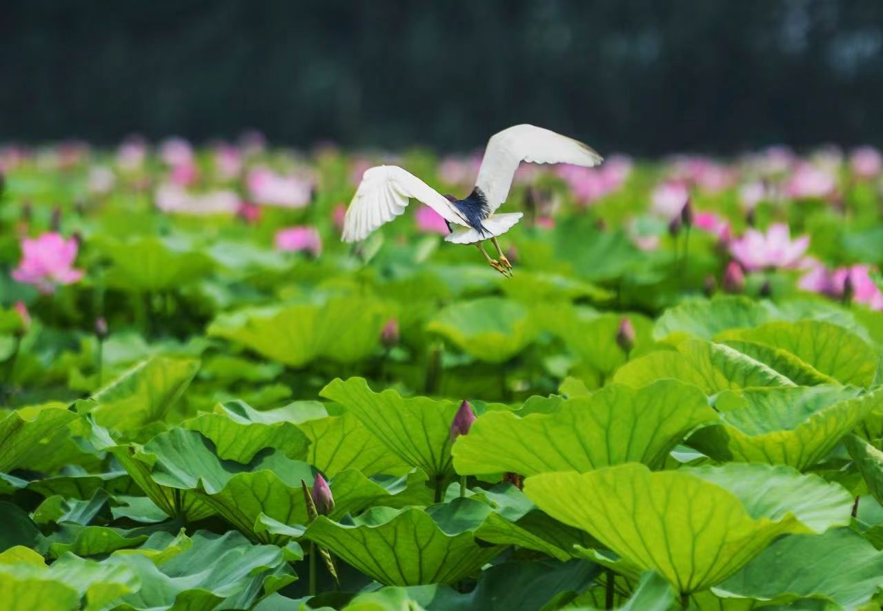 (中国·微山)第三十届微山湖荷花节将于7月28日开幕-齐鲁晚报·齐鲁壹