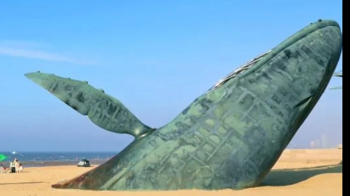 果然视频|《夏天，在烟台》⑦：孤独的鲸