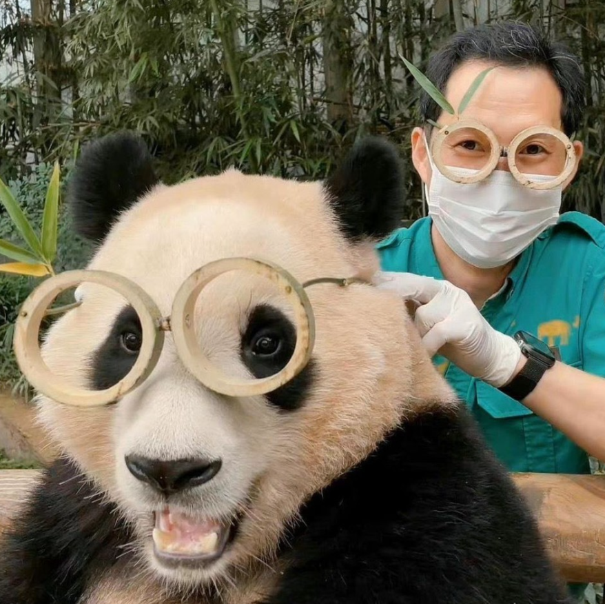 大熊猫"福宝"写真成韩国热销书-齐鲁晚报·齐鲁壹点