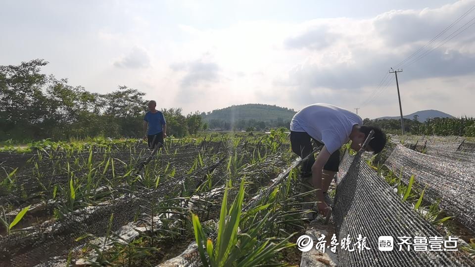 沂南农家男孩考615分想当工程师，高考后第二天就和爸爸下地了