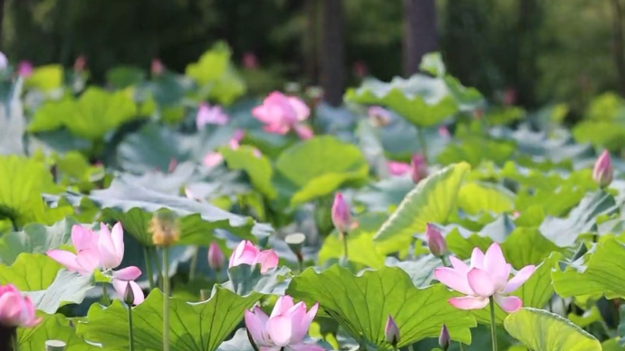 果然视频|《夏天，在烟台》⑧：“荷”以解忧