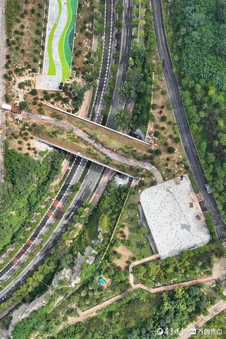 植被覆盖率达90%以上！济南“生态桥”来了