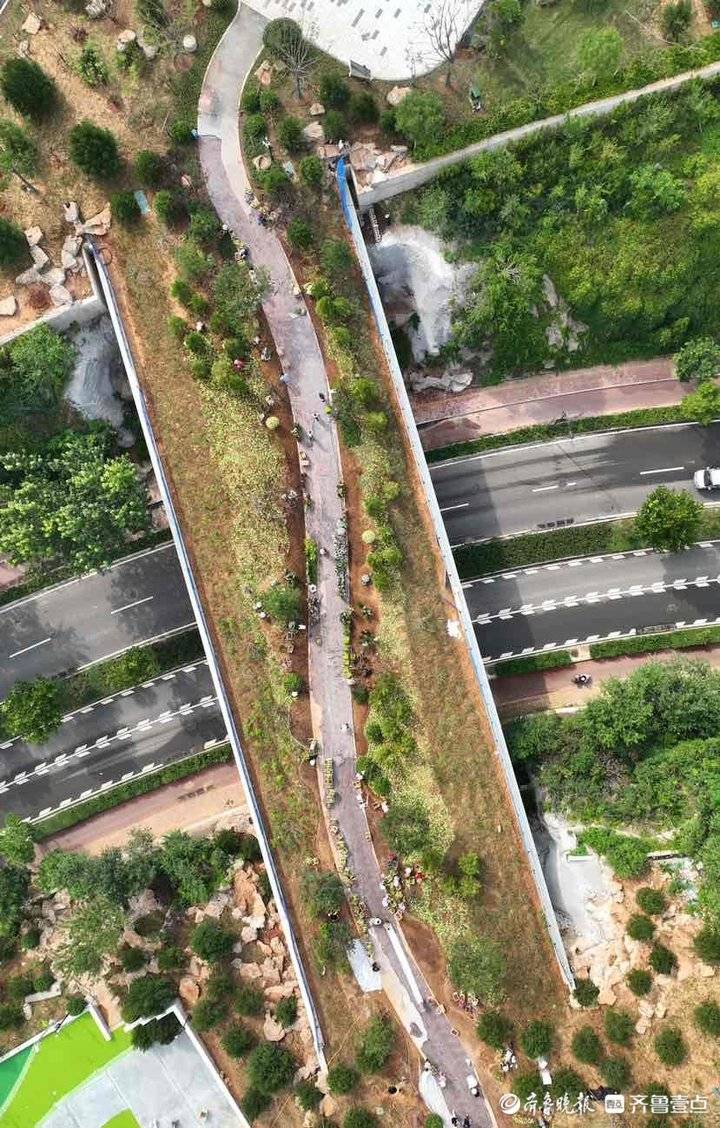 植被覆盖率达90%以上！济南“生态桥”来了