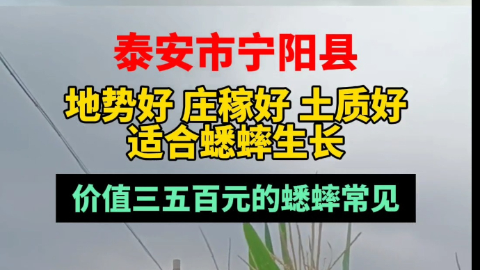果然视频丨泰安宁阳：适合蟋蟀生长，价值三五百元的蟋蟀常见