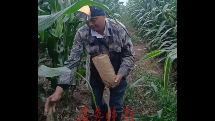 果然视频丨宁阳“撬子手”提前撒好引诱剂，方便捕捉蟋蟀