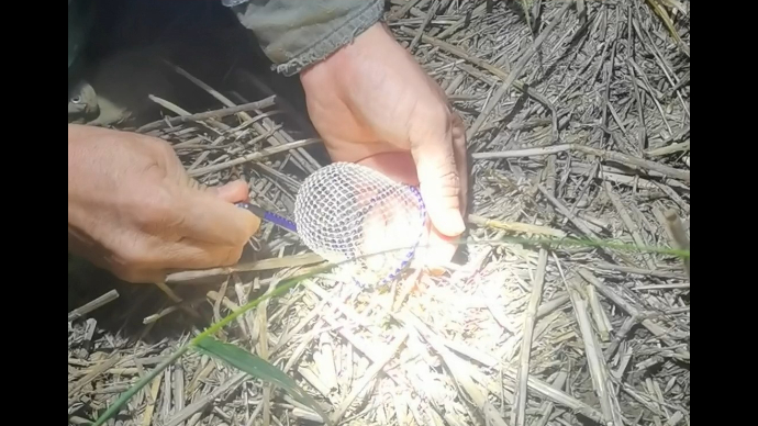 果然视频丨皮越黑，牙越大的蟋蟀越好