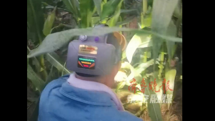果然视频丨捉蟋蟀仿佛寻找“大老板”，最贵一条虫卖了一千元