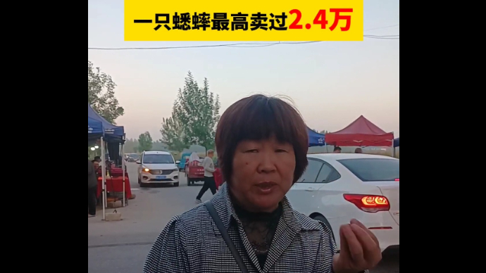 果然视频丨宁阳村民抓蟋蟀三十年，一只蟋蟀最高卖过2.4万元