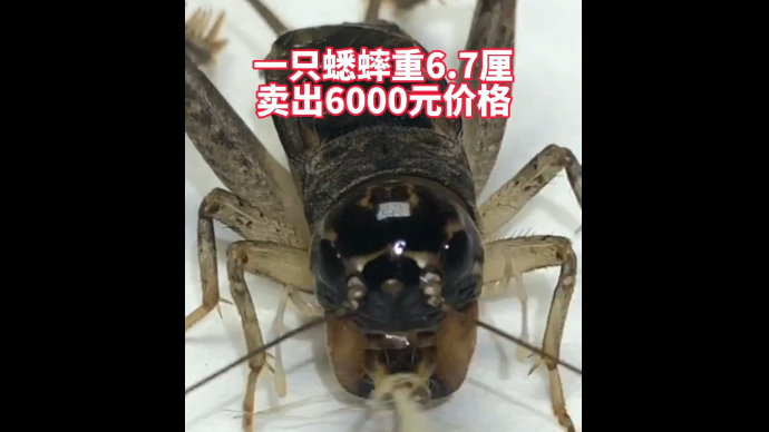 果然视频丨泰安宁阳一只蟋蟀重6.7厘，卖出6000元价格