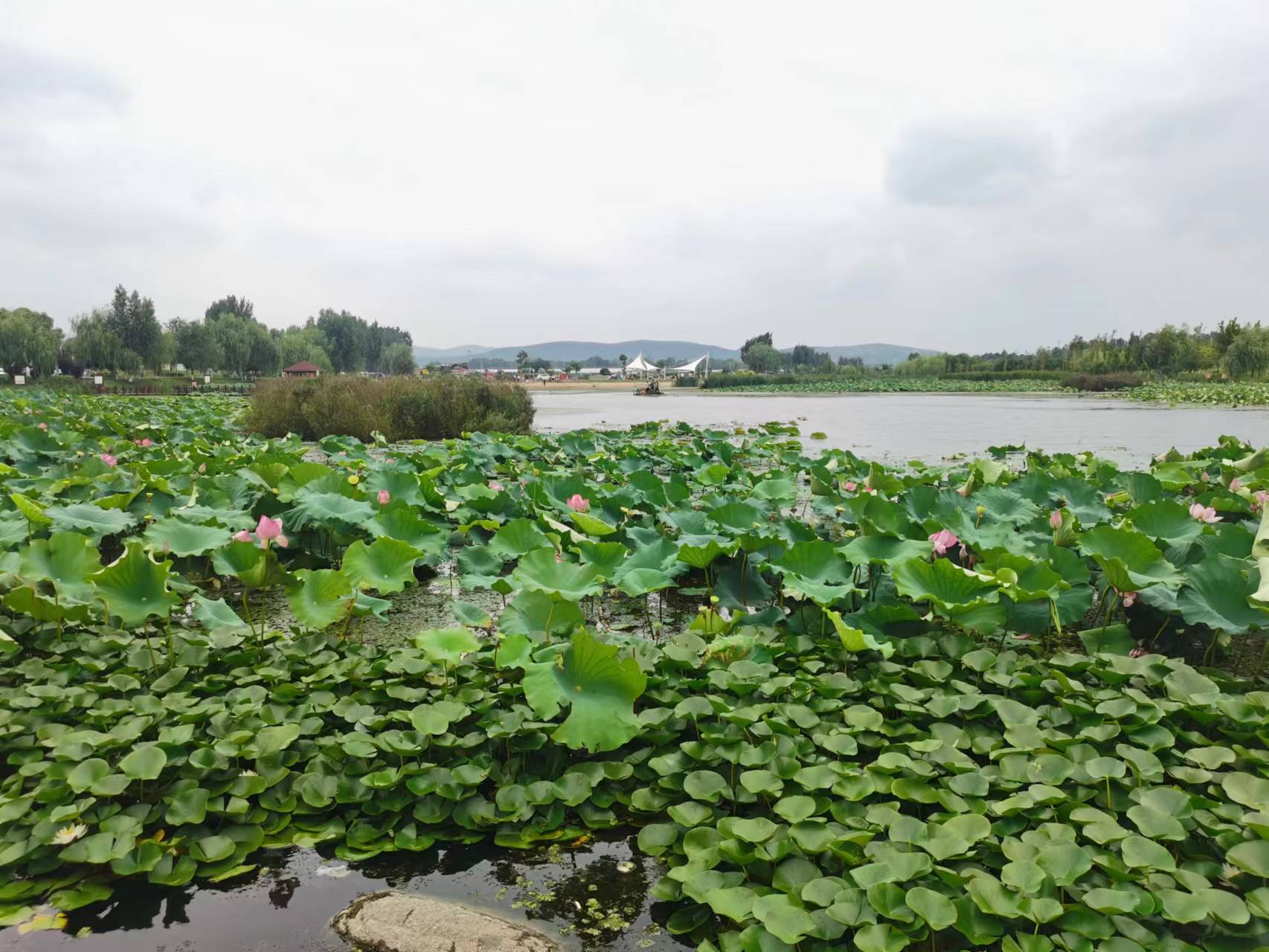 通江达海好“运”来|微山湖红荷湿地打造大运河畔新地标
