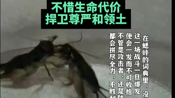 果然视频丨宁阳蟋蟀的战斗精神：不惜生命代价，捍卫尊严和领土