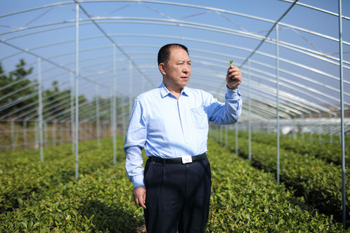 山东军创丨日照正山堂茶业有限公司