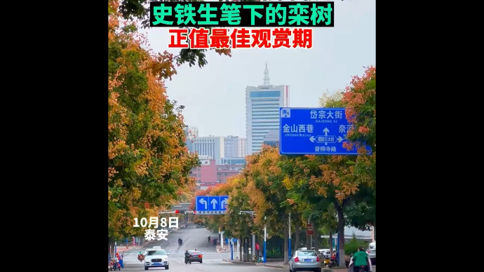果然视频｜秋意渐浓，泰山脚下栾树正值观赏期