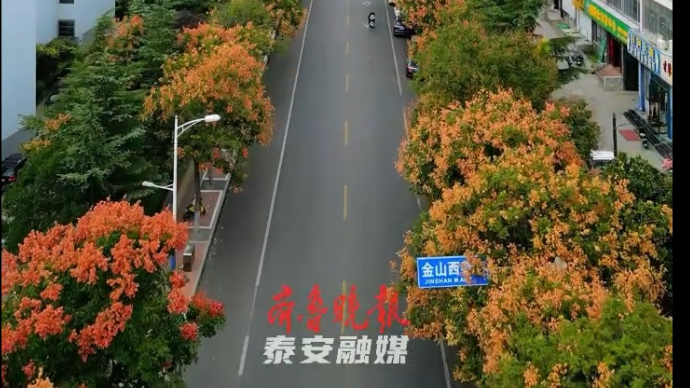 果然视频｜金秋时节普照寺路栾树花开，映衬泰山景色绘成一片花海
