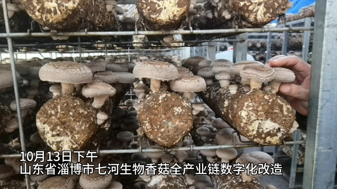 果然视频|探访香菇智慧数字孪生工厂：从菌种到鲜香菇“数”味浓