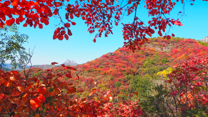 果然视频|南山红叶红了，章丘红叶文化旅游节好看好吃又好玩