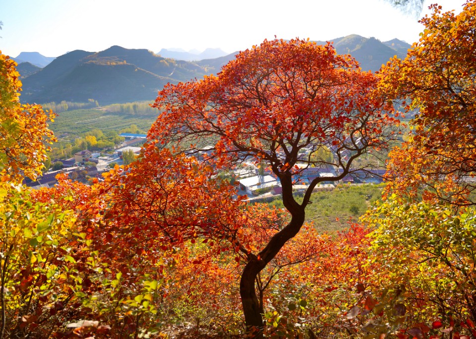 天然调色板！蒙阴岱崮秋色正浓