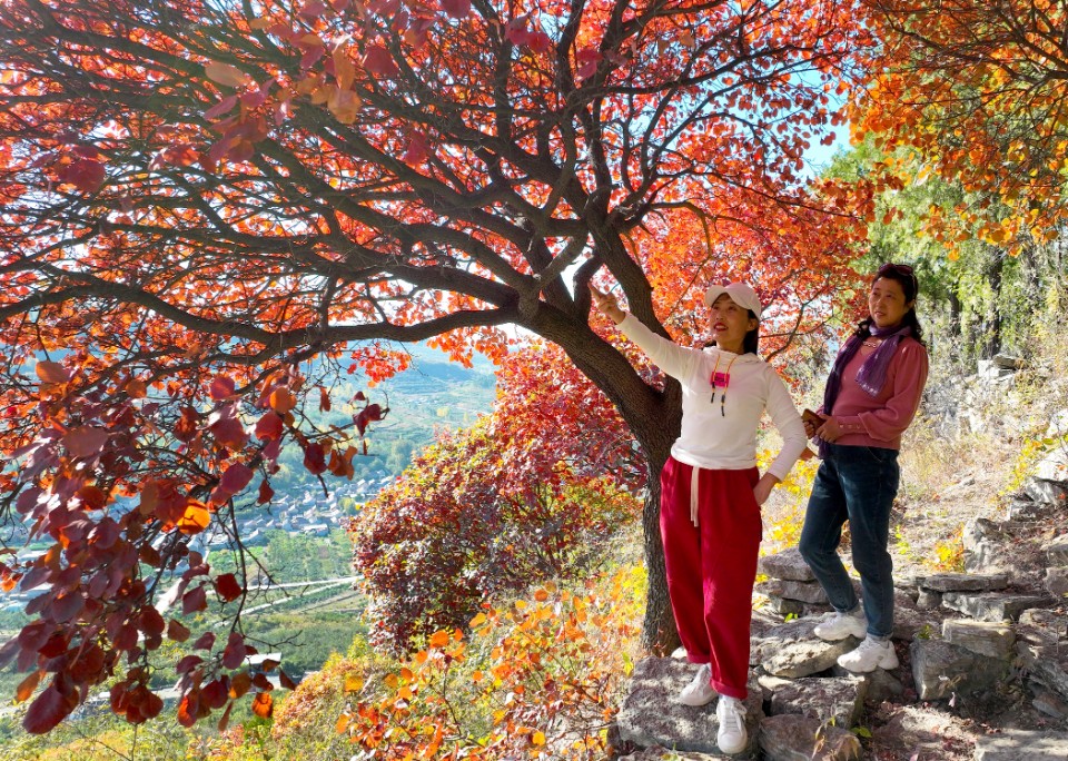 天然调色板！蒙阴岱崮秋色正浓