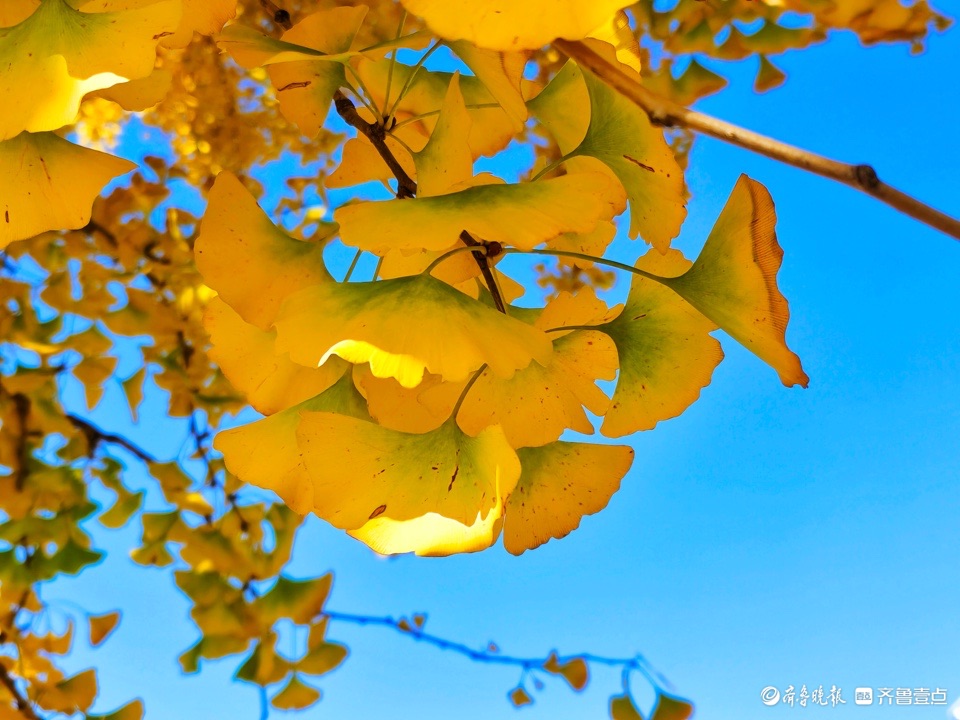银杏树披上黄金甲