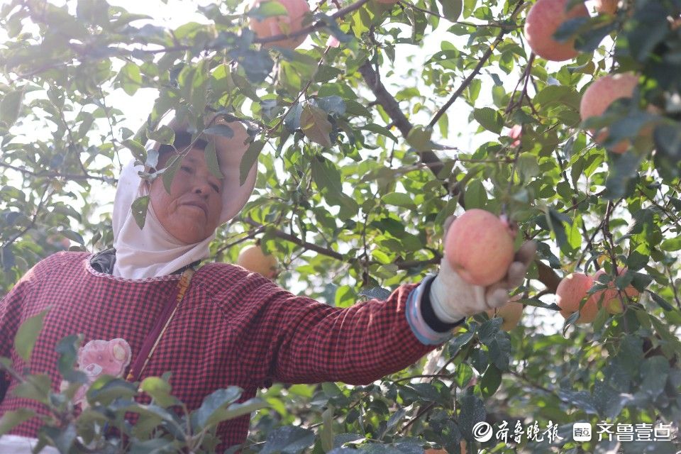 图集霜降后摘苹果烟台栖霞果园里采摘忙