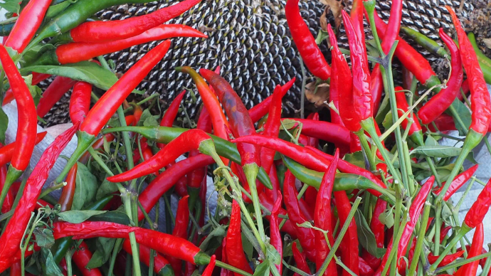 济南南山金秋山货上市，路边的土特产好吃好看