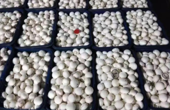 兰陵下村乡蘑菇工厂式秸秆综合利用模式 助力循环经济发展