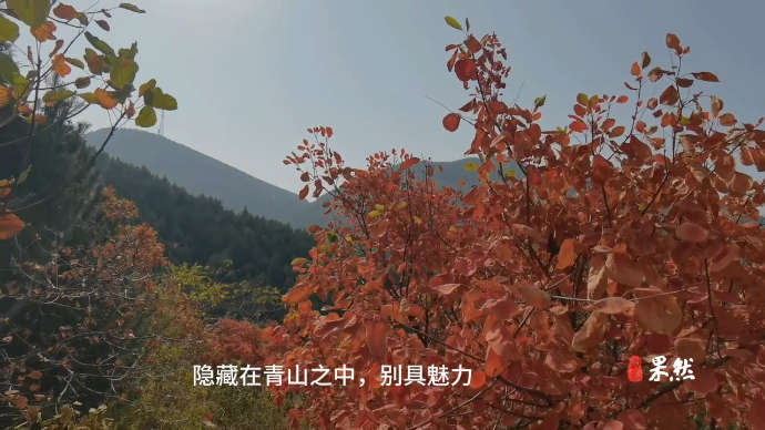 果然视频|霜降已过 漫山红叶