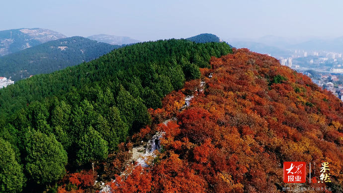 果然视频·秋游齐鲁|半山青翠半山红，济南蝎子山迎来“观景潮”