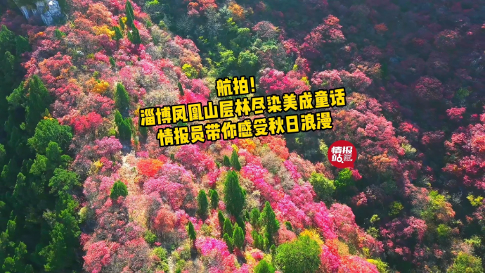 果然视频|航拍！淄博凤凰山层林尽染，壹粉带你感受秋日浪漫