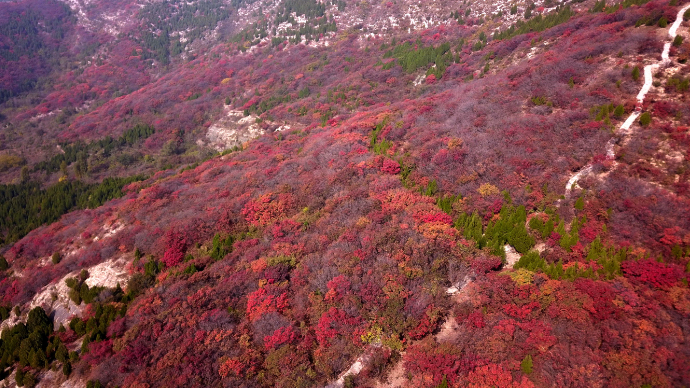 果然视频|济南市区最大的红叶山红透了！漫山遍野都是红叶林