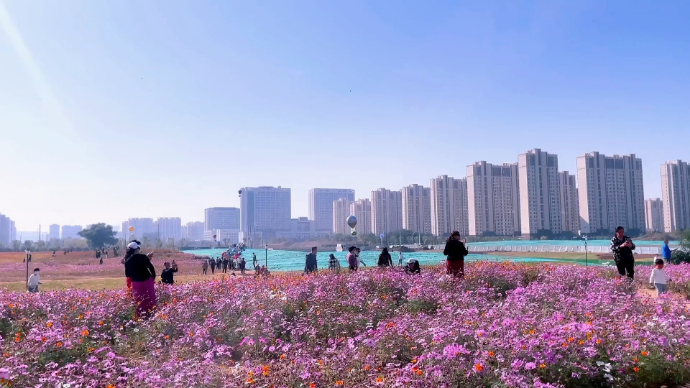 果然视频｜济南新晋网红打卡地，地铁直达，来赏花海吧