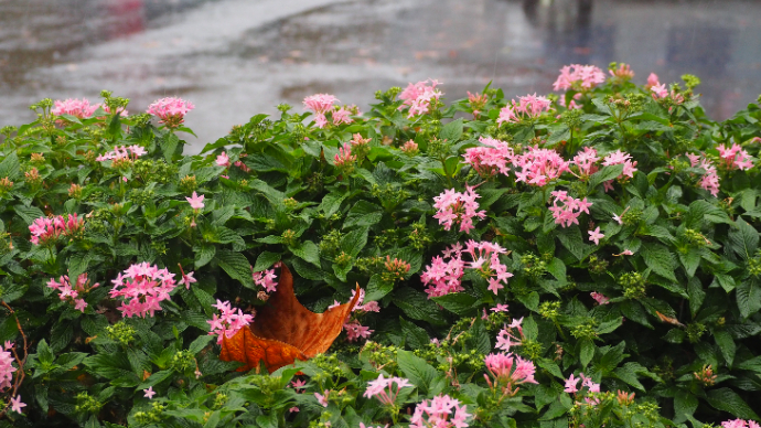 果然视频|济南深秋雨连绵，冷风冷雨冷煞人！