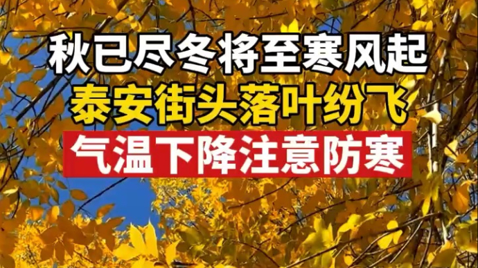 视频丨秋已尽冬将至寒风起，泰安街头落叶纷飞，气温下降注意防寒