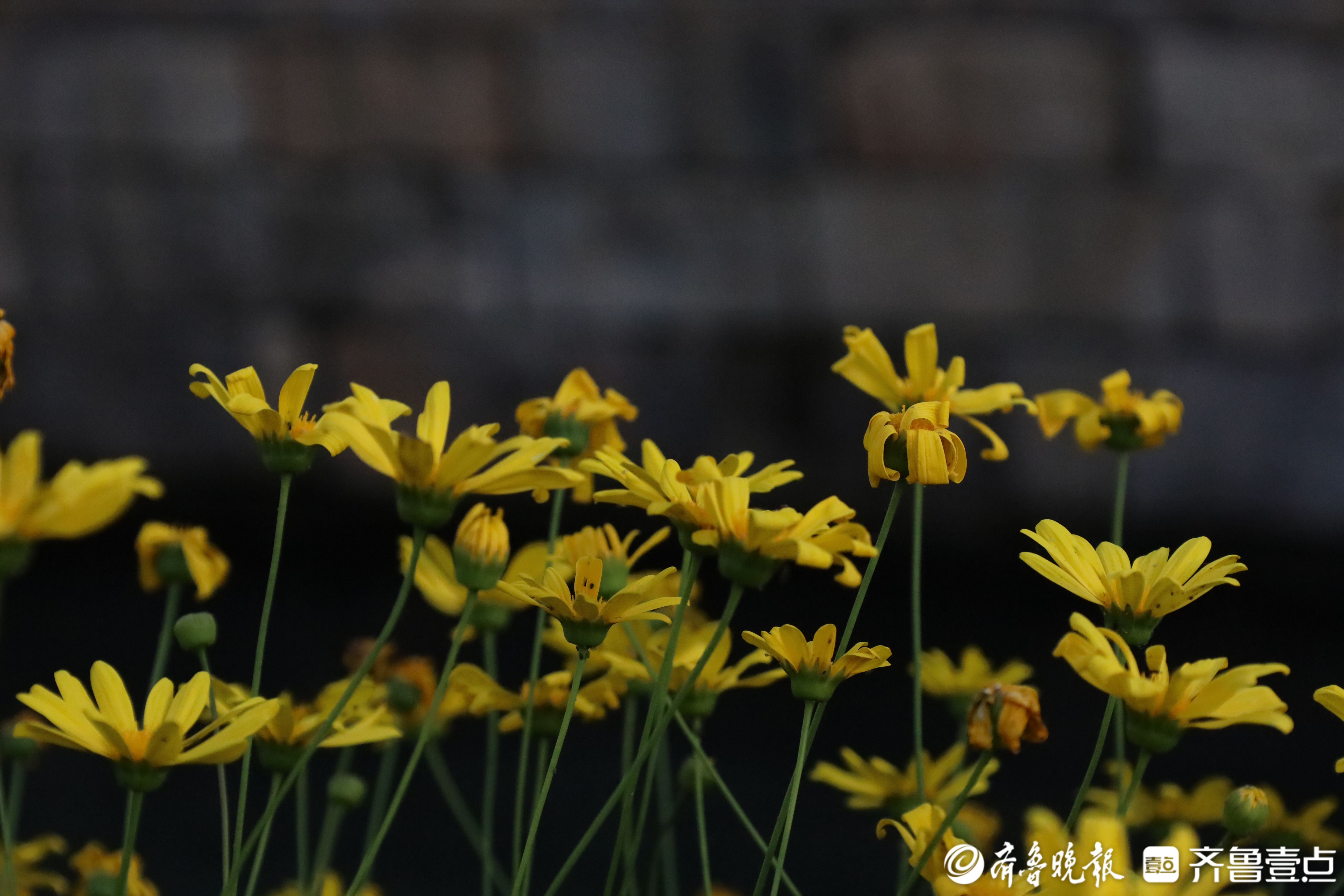 寻找山东最美大学|财大东方学院葛津圻：《我与校园的青春约定》