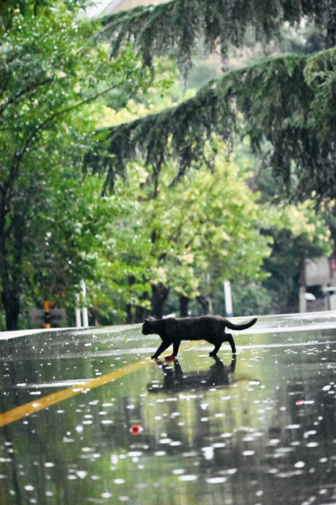 寻找山东最美大学|山东政法学院马路鑫：《玄猫》