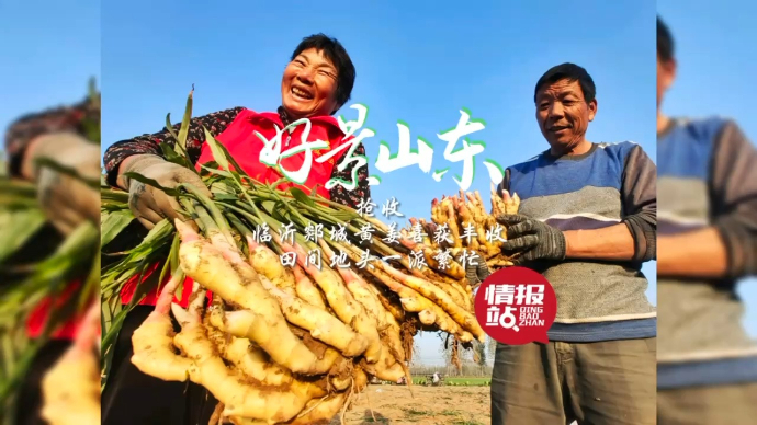 果然视频·好景山东|临沂郯城黄姜喜获丰收，田间地头一派繁忙！