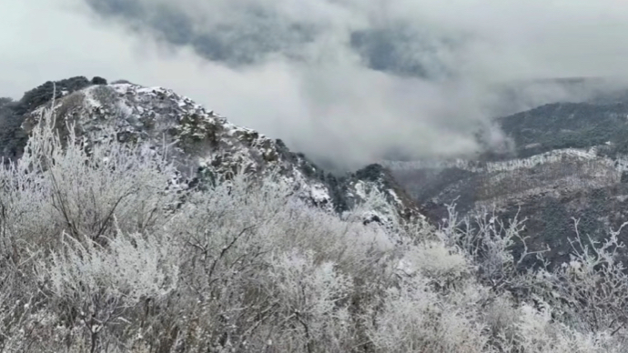 果然视频｜2023立冬后第一场雪，泰山出现雾凇美景