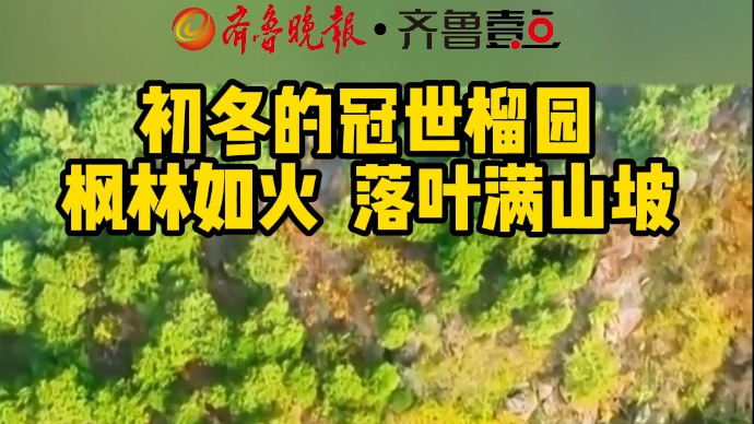 初冬的冠世榴园，枫林如火 落叶满山坡