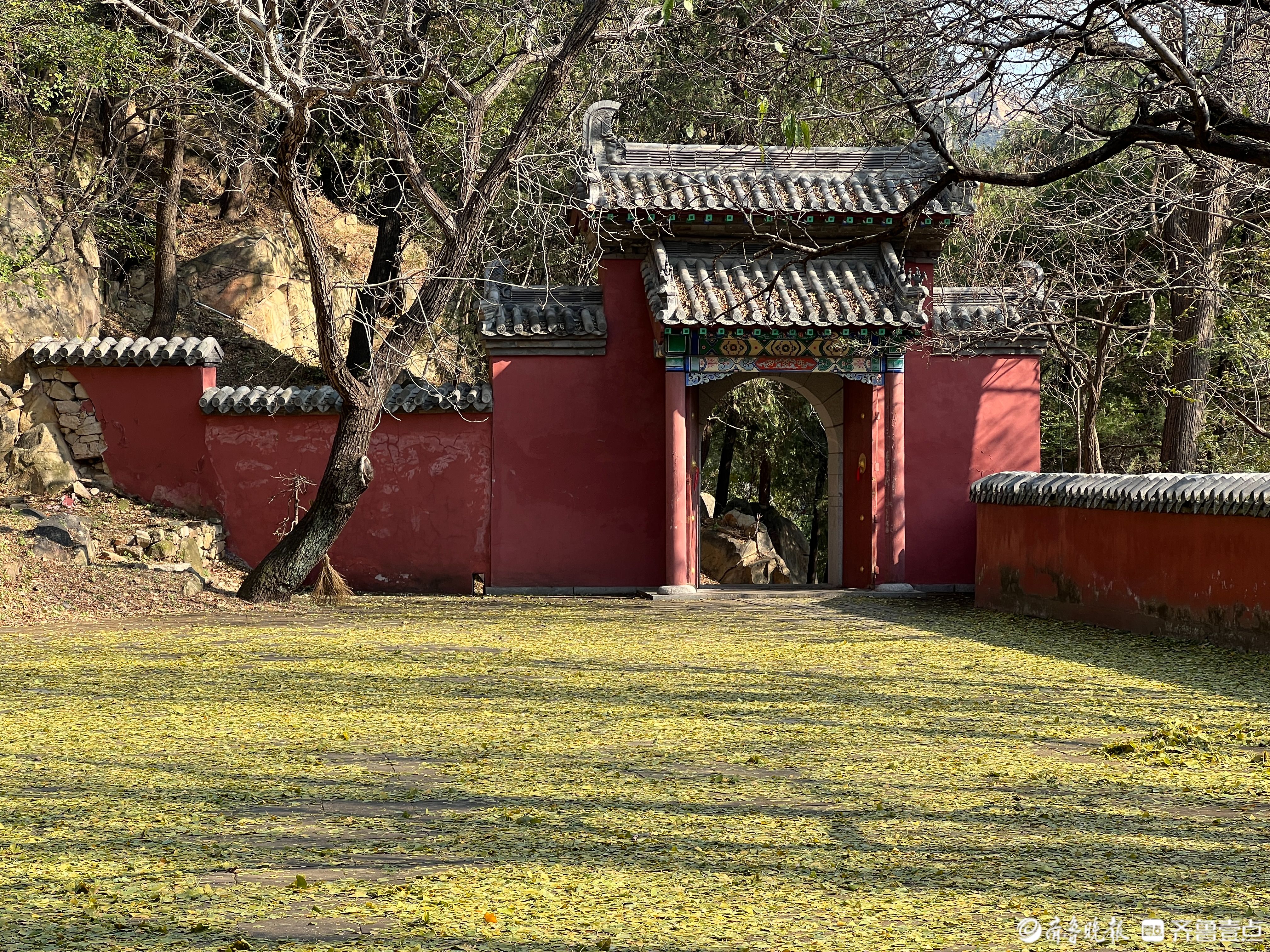 气温骤降,泰山玉泉寺银杏树叶未变金黄落满庭院,游客:更美了-齐鲁晚报
