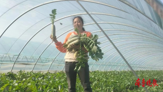 果然视频|欣宇农产品18日将亮相寒亭潍县萝卜品鉴会