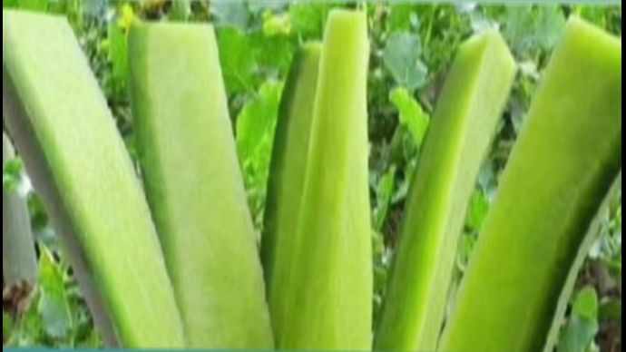 果然视频|“新义”潍县萝卜18日亮相寒亭潍县萝卜品鉴会