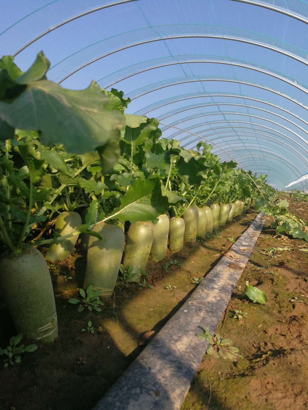 品尝浇灌鲜牛奶的无公害瓜茬萝卜，就在18日人民广场