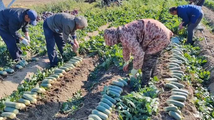 果然视频|博芳牌潍县青萝卜、绿色大姜将亮相寒亭潍县萝卜品鉴会